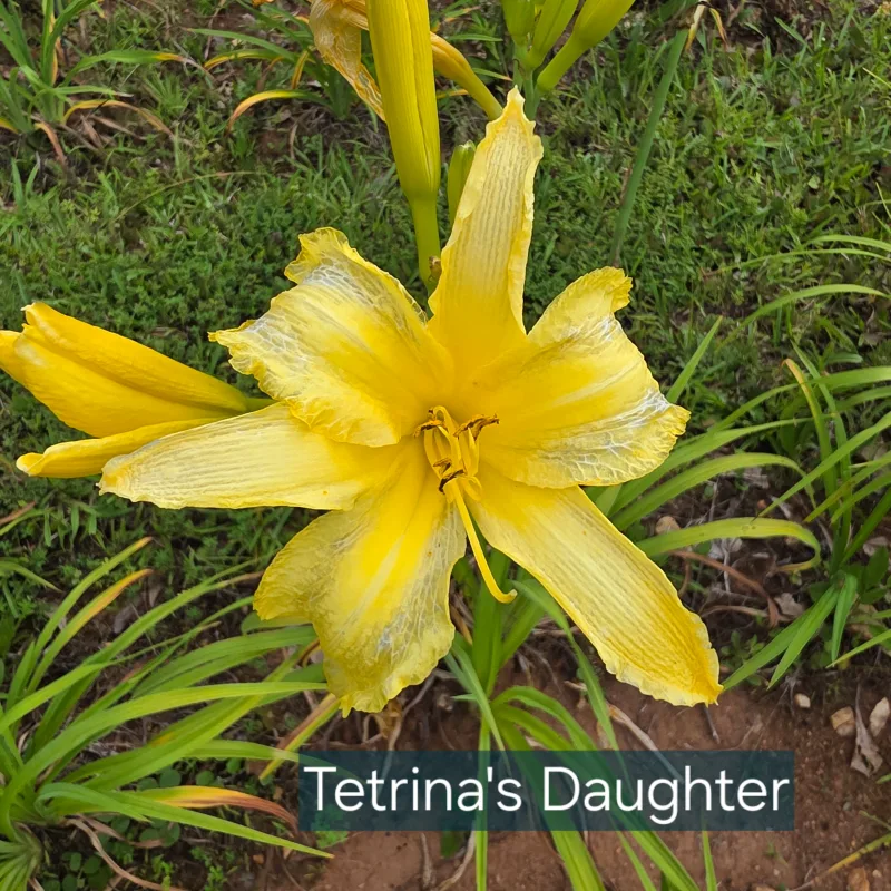 Tetrina's Daughter from PlantFancyGardens, LLC