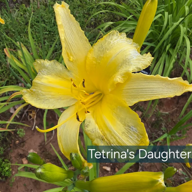 Tetrina's Daughter from PlantFancyGardens, LLC