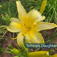 Tetrina's Daughter thumbnail