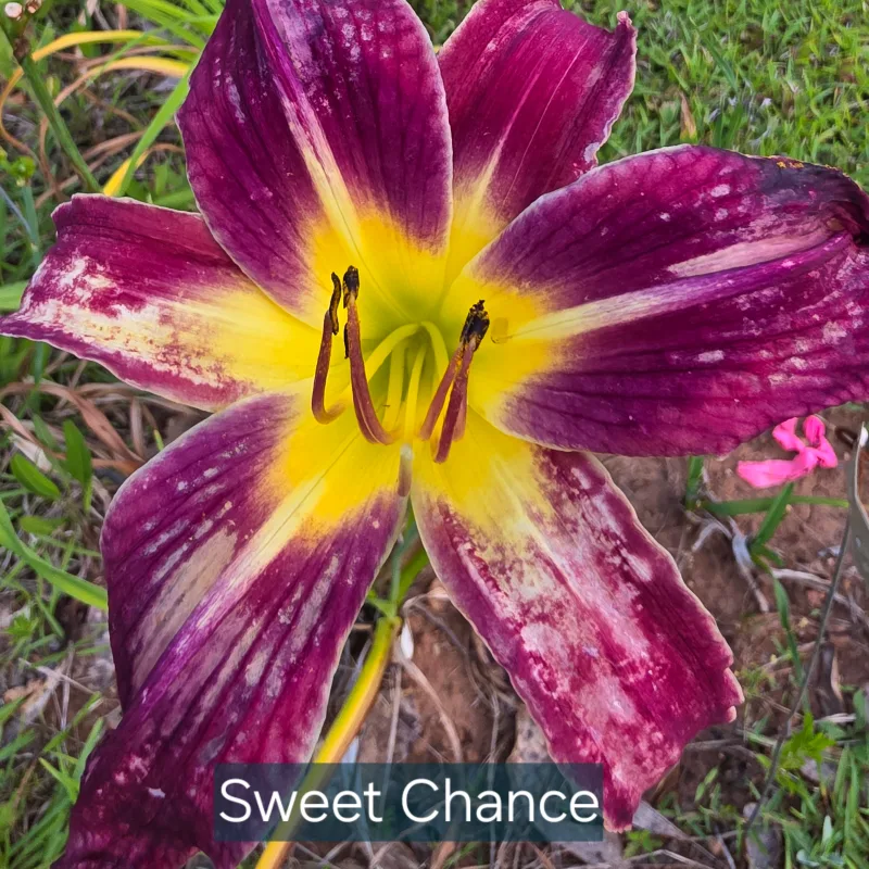 Sweet Chance from PlantFancyGardens, LLC