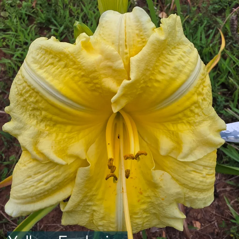 Yellow Explosion