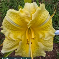 Yellow Explosion catalog image