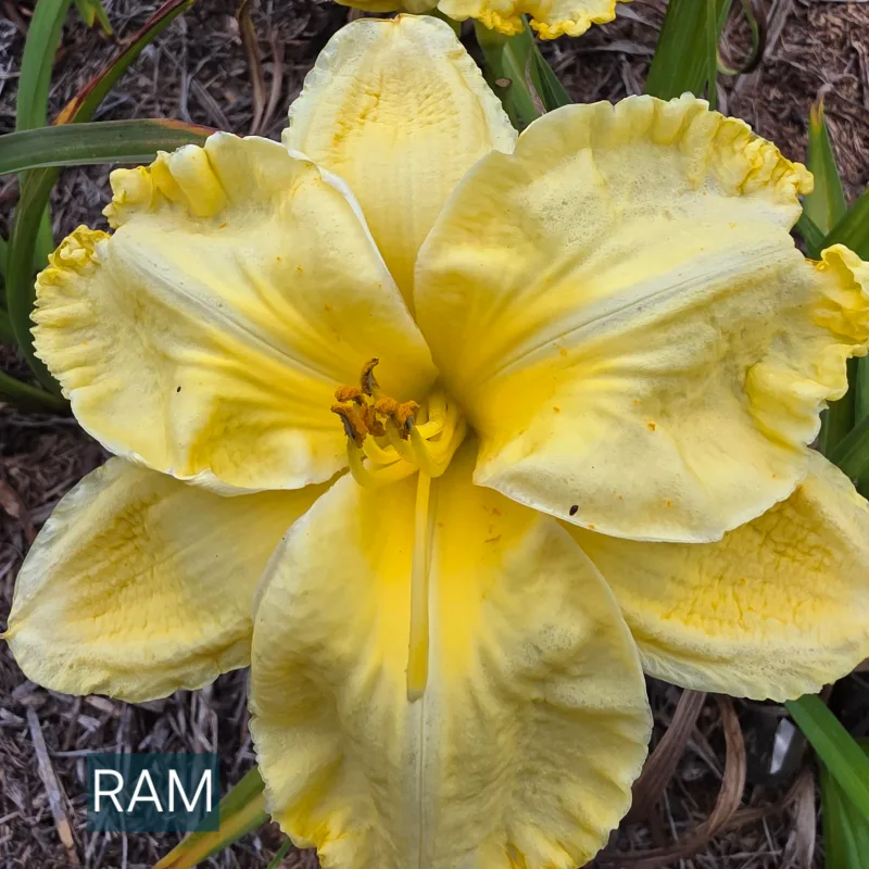 Ram