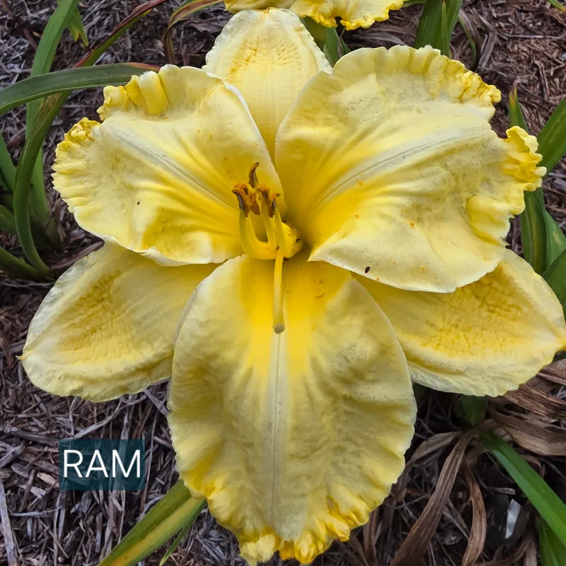 Ram from PlantFancyGardens, LLC