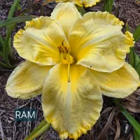 Ram catalog image
