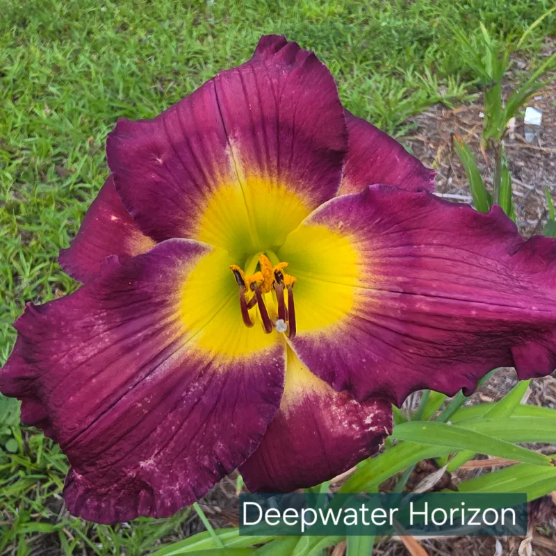 Deepwater Horizon from PlantFancyGardens, LLC