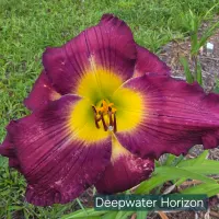 Deepwater Horizon catalog image