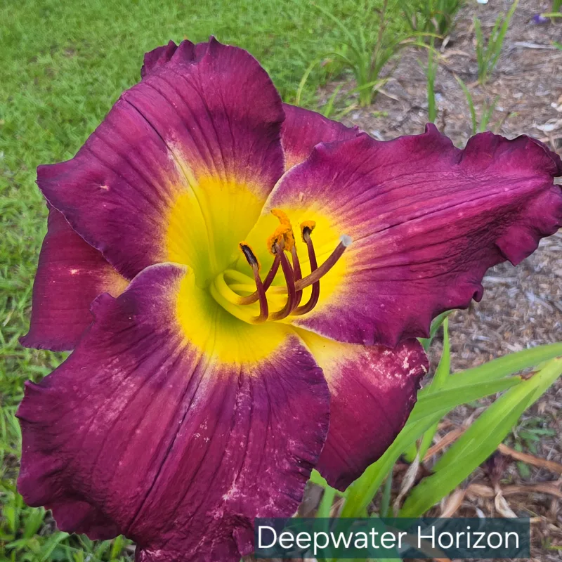 Deepwater Horizon from PlantFancyGardens, LLC