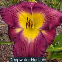 Deepwater Horizon catalog image