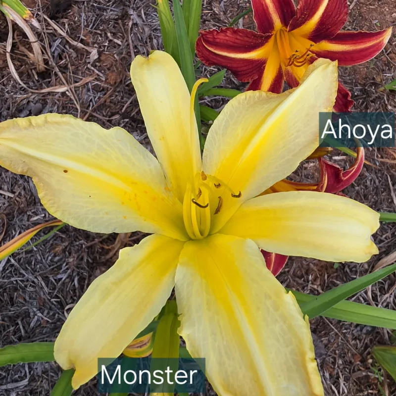 Monster