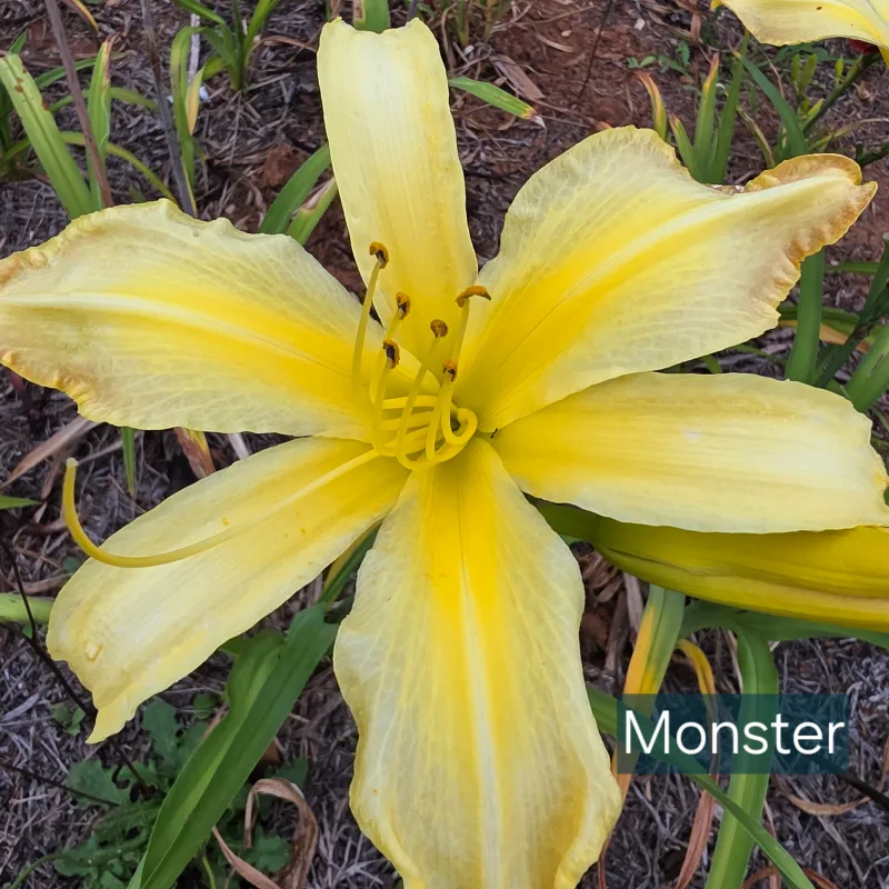 Monster from PlantFancyGardens, LLC