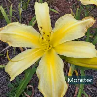 Monster catalog image