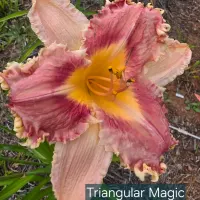 Triangular Magic catalog image