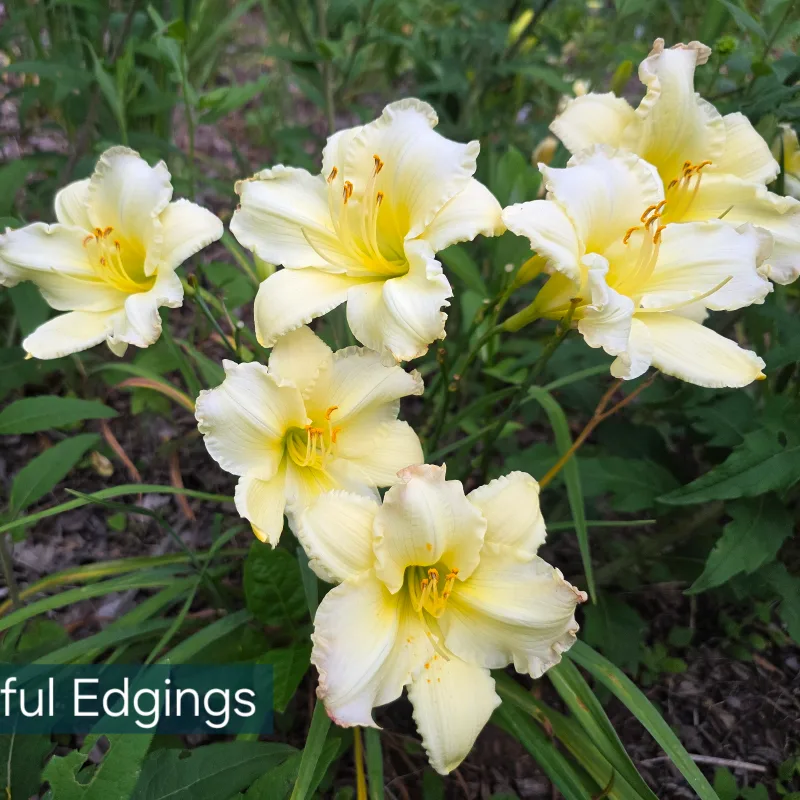 Beautiful Edgings