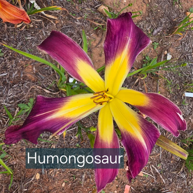 Humungousaur from PlantFancyGardens, LLC