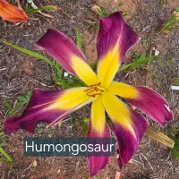 Humungousaur catalog image
