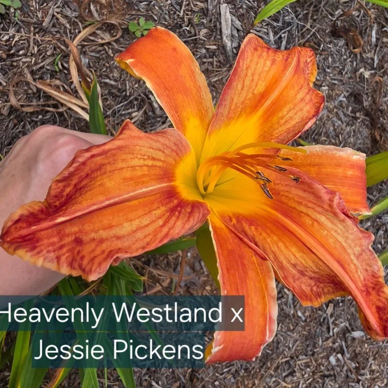 Heavenly Westland x Jessie Pickens