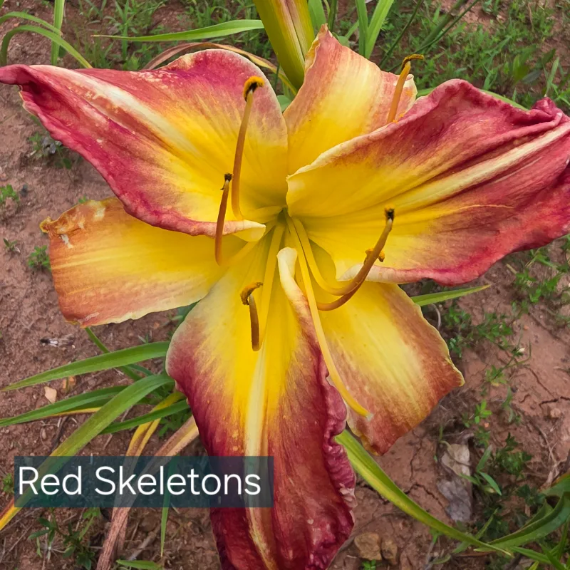 Red Skeletons
