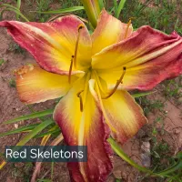 Red Skeletons catalog image