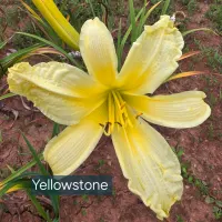 Yellowstone catalog image