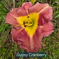 Gypsy Cranberry catalog image