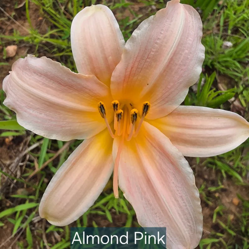 Almond Pink