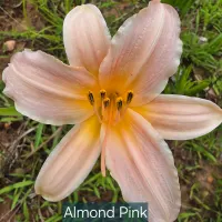Almond Pink catalog image