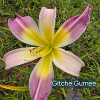 Gitche Gumee catalog image