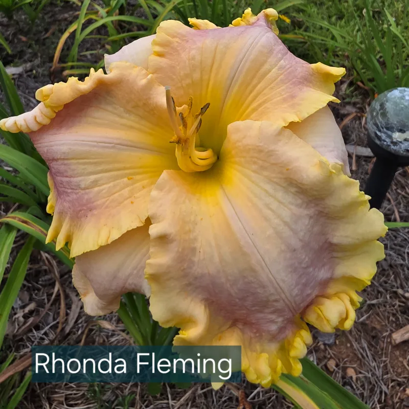 Rhonda Fleming from PlantFancyGardens, LLC