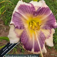 Madagascar Marty catalog image