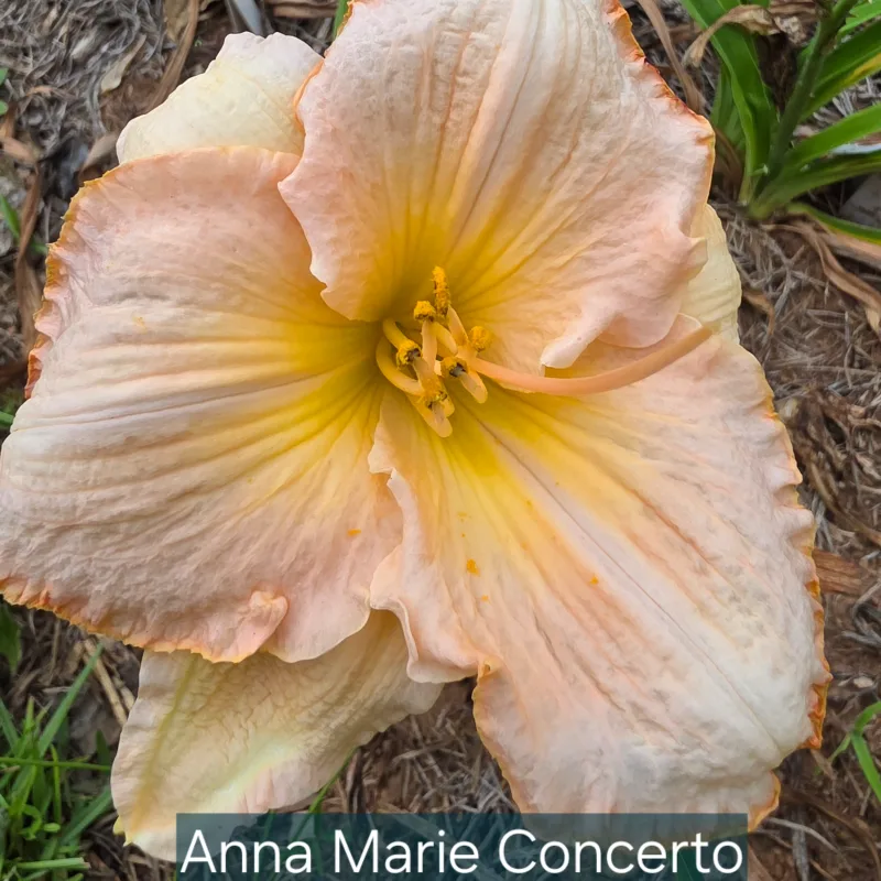 Anna Marie Concerto from PlantFancyGardens, LLC