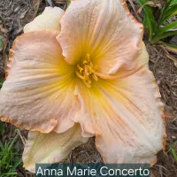 Anna Marie Concerto catalog image