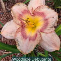 Woodside Debutante thumbnail