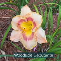 Woodside Debutante thumbnail