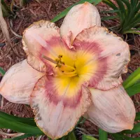 Woodside Debutante thumbnail