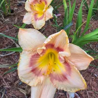 Woodside Debutante thumbnail