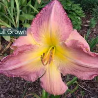 Full Grown thumbnail