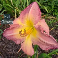 Full Grown thumbnail