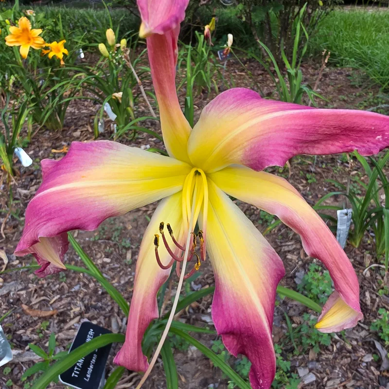 Titanic Tower from PlantFancyGardens, LLC