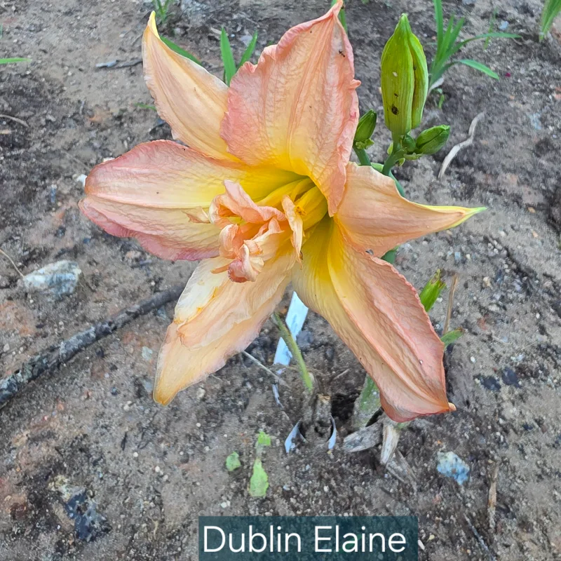 Dublin Elaine from PlantFancyGardens, LLC