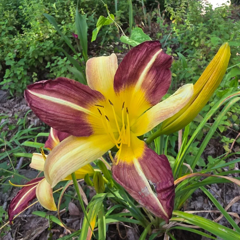 Lord Jeff from PlantFancyGardens