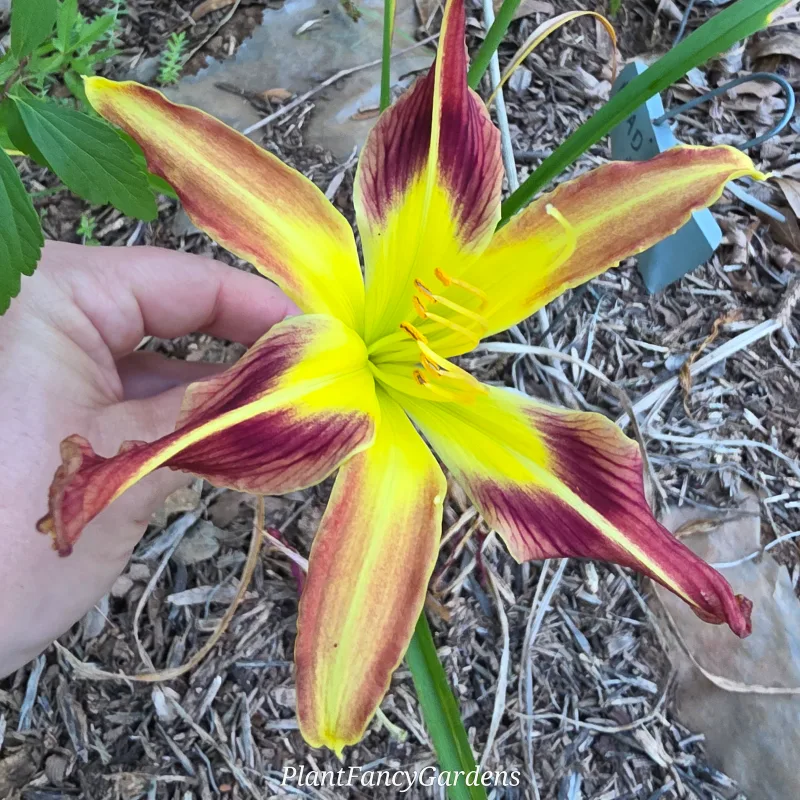 Mad Max from PlantFancyGardens, LLC
