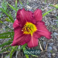 Route Sixty Six catalog image