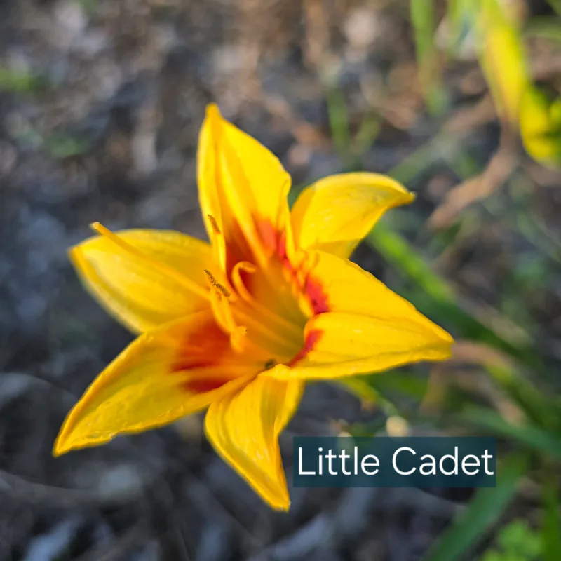 Little Cadet from PlantFancyGardens, LLC