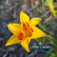 Little Cadet catalog image