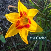 Little Cadet catalog image