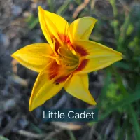 Little Cadet catalog image