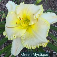 Green Mystique catalog image