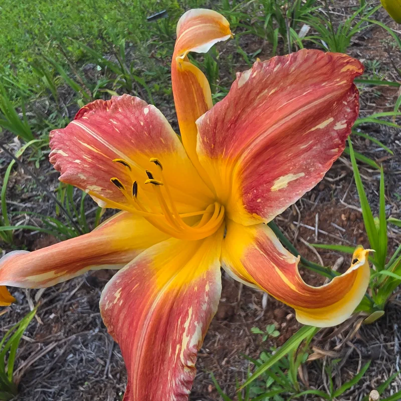 Explosion in the Orange Grove from PlantFancyGardens, LLC
