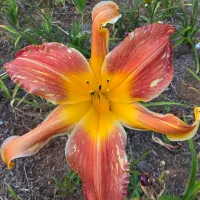 Explosion in the Orange Grove catalog image